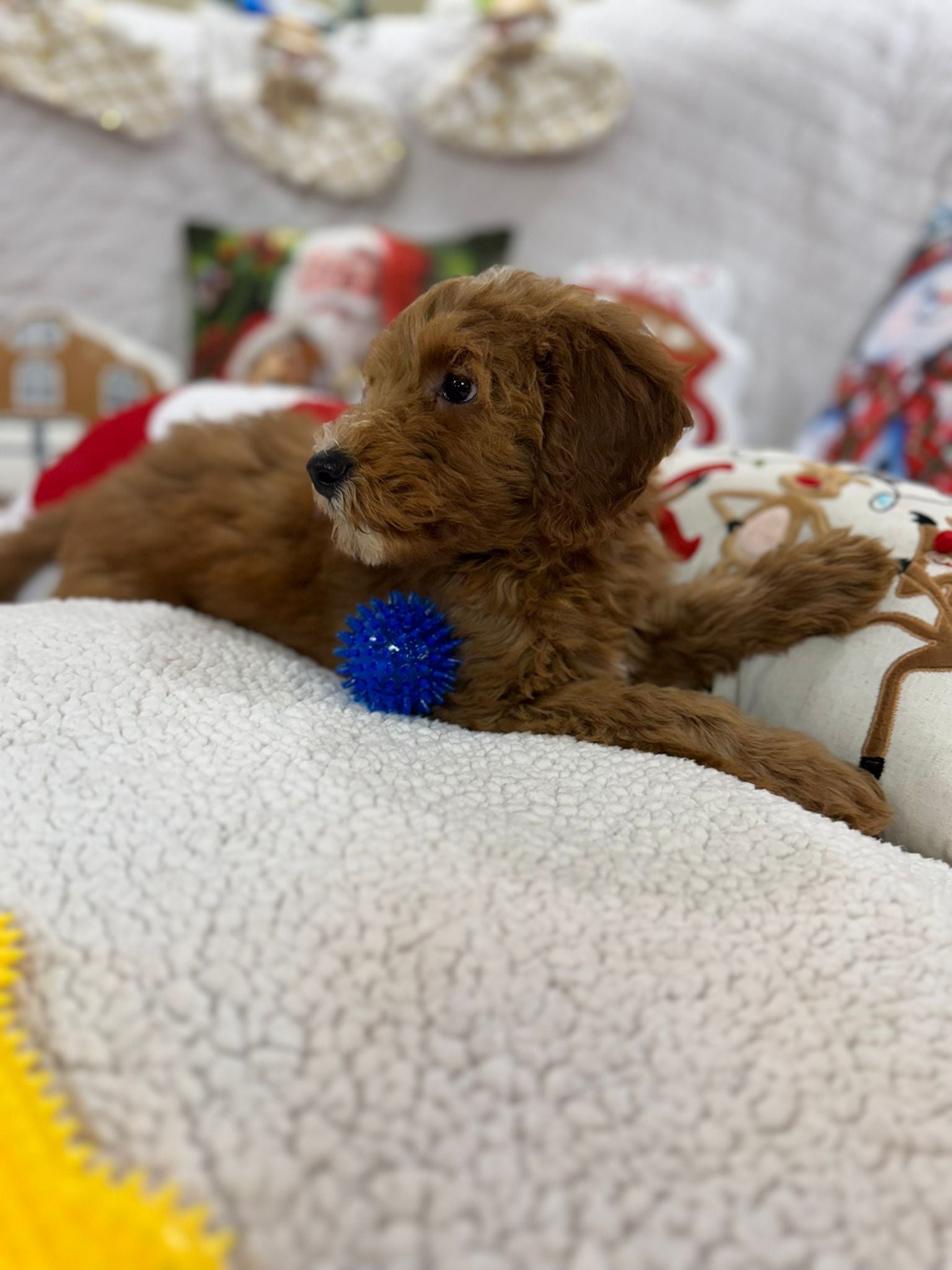 Benny (Mini-Goldendoodle F1B)