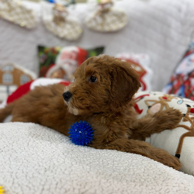 Benny (Mini-Goldendoodle F1B)