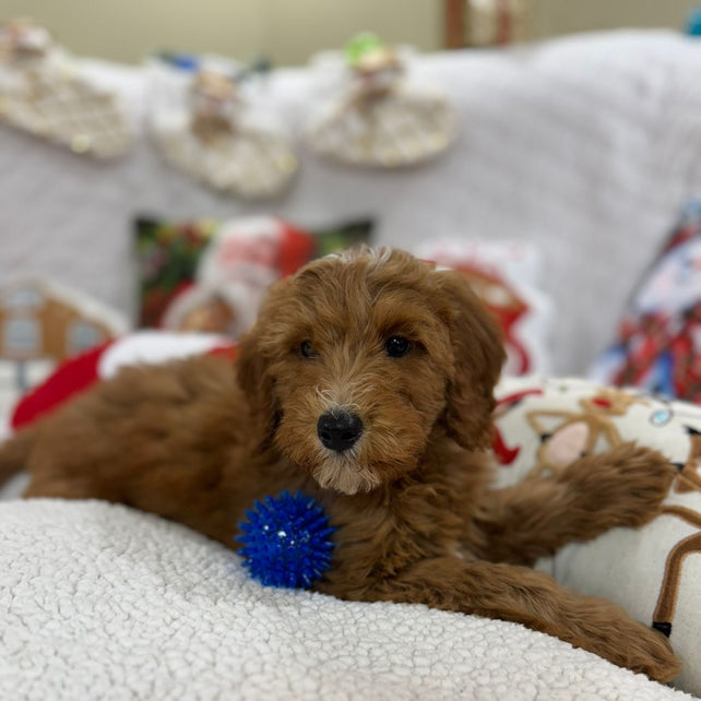 Benny (Mini-Goldendoodle F1B)