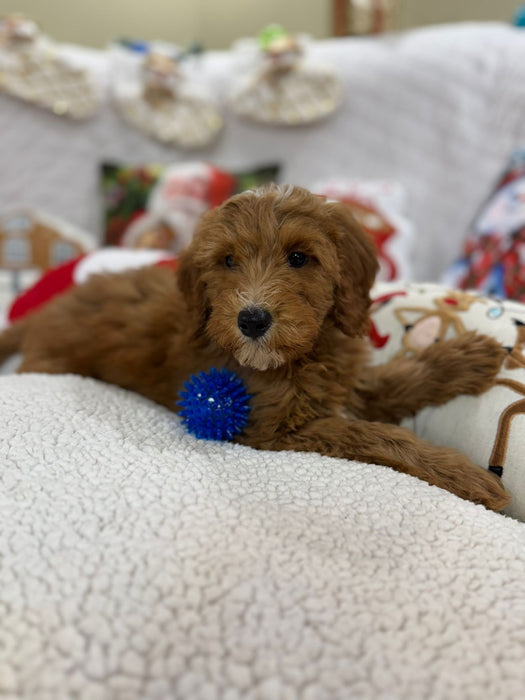 Benny (Mini-Goldendoodle F1B)