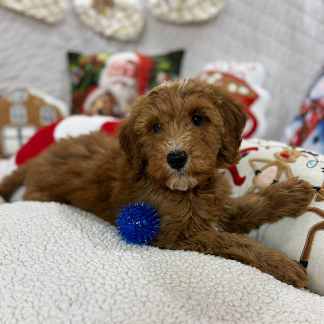 Benny (Mini-Goldendoodle F1B)