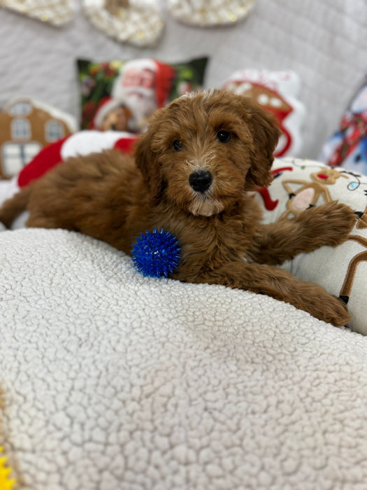 Benny (Mini-Goldendoodle F1B)