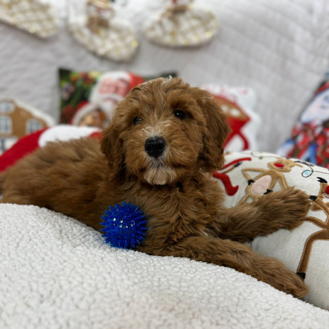 Benny (Mini-Goldendoodle F1B)