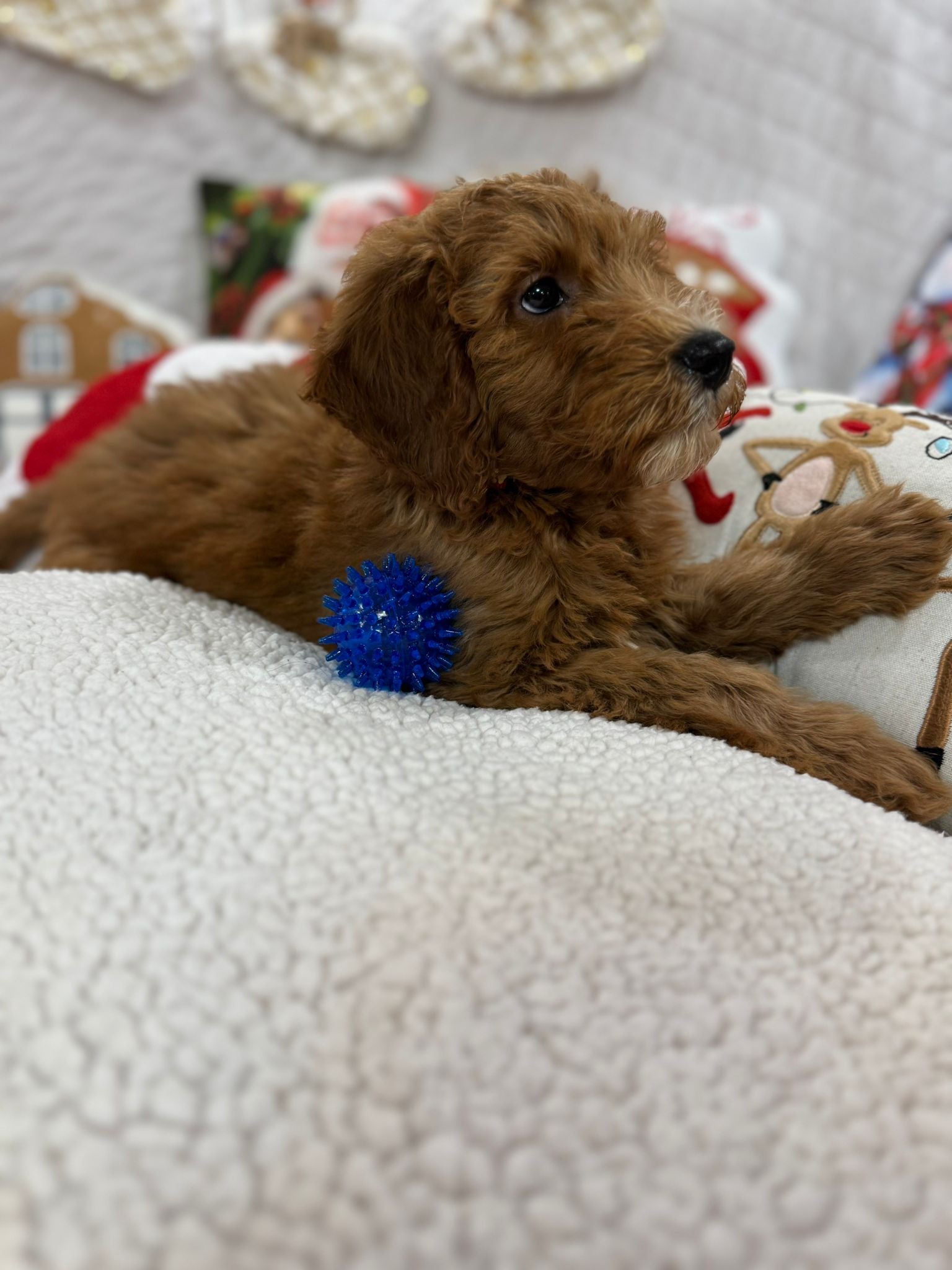 Benny (Mini-Goldendoodle F1B)