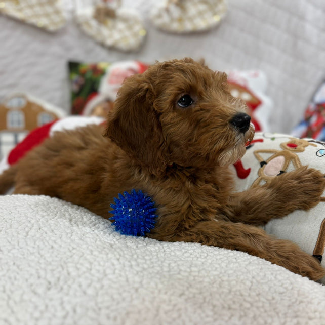 Benny (Mini-Goldendoodle F1B)