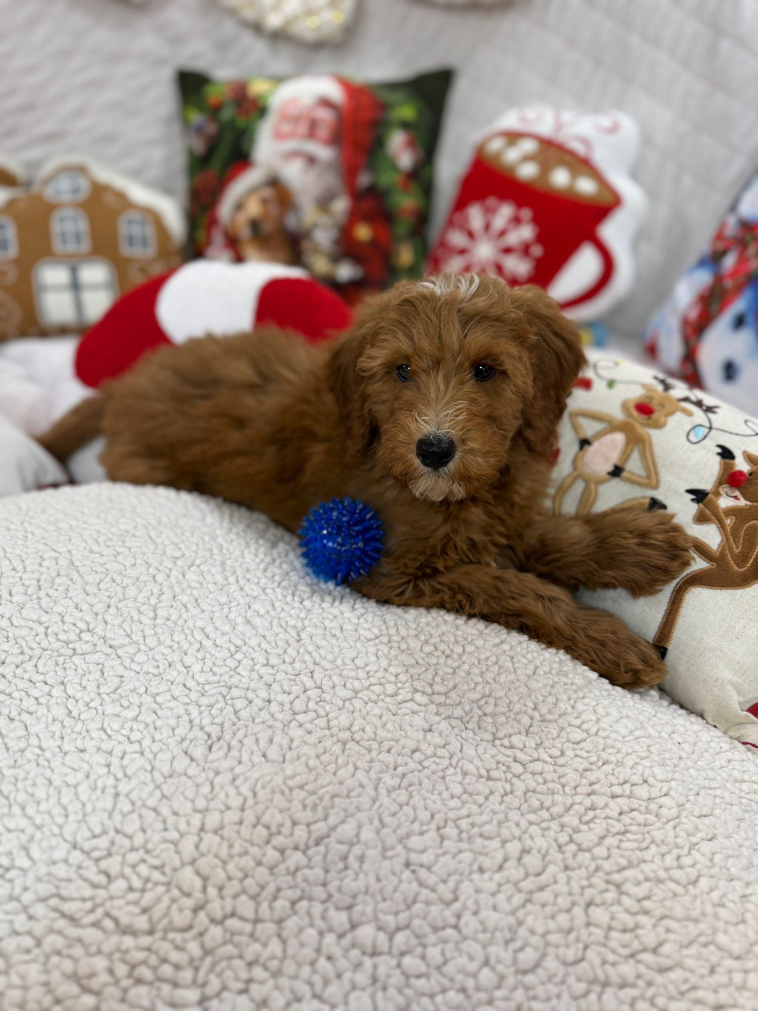 Benny (Mini-Goldendoodle F1B)