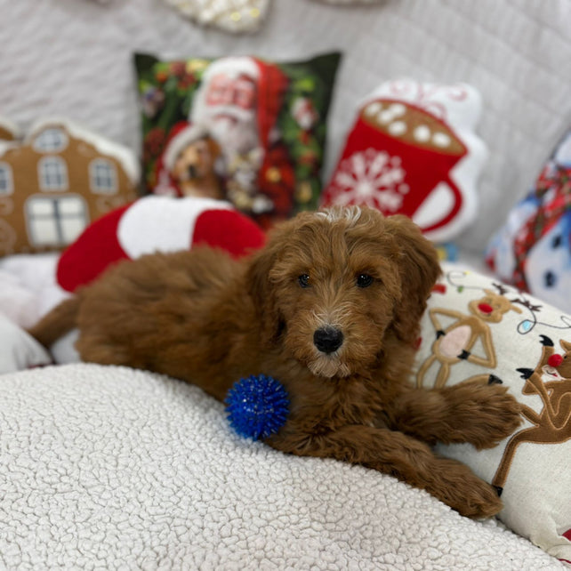 Benny (Mini-Goldendoodle F1B)