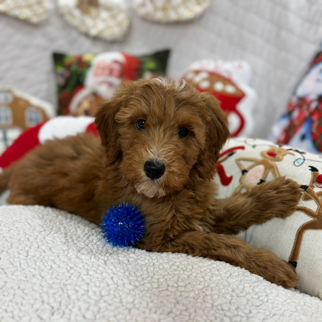 Benny (Mini-Goldendoodle F1B)