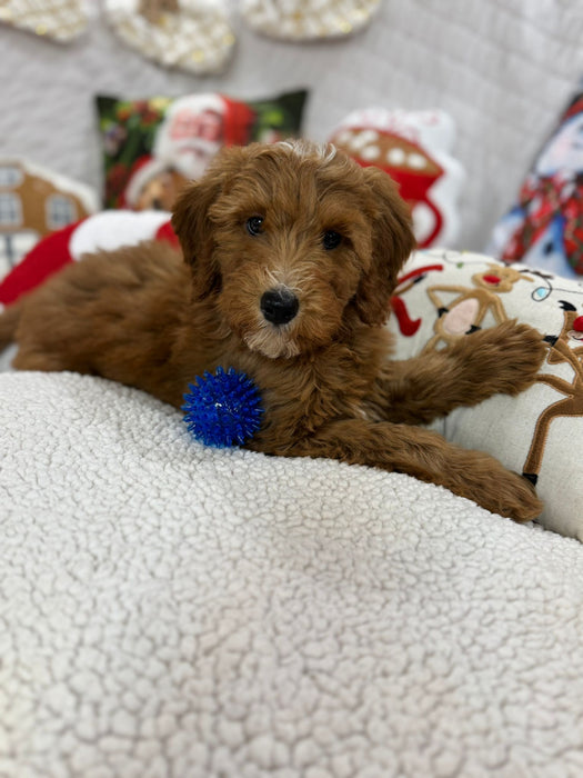 Benny (Mini-Goldendoodle F1B)