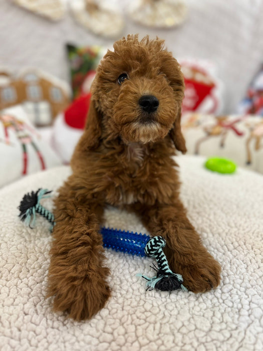 Blaze (Mini-Goldendoodle F1B) Pending Delivery 🐾