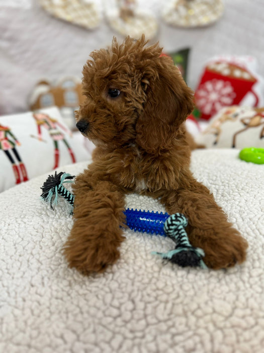 Blaze (Mini-Goldendoodle F1B) Pending Delivery 🐾