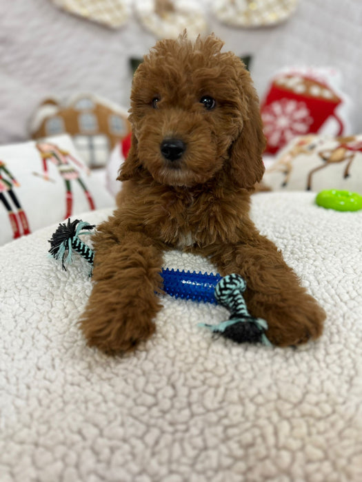 Blaze (Mini-Goldendoodle F1B) Pending Delivery 🐾