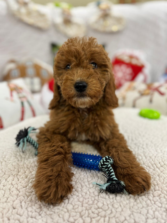 Blaze (Mini-Goldendoodle F1B) Pending Delivery 🐾