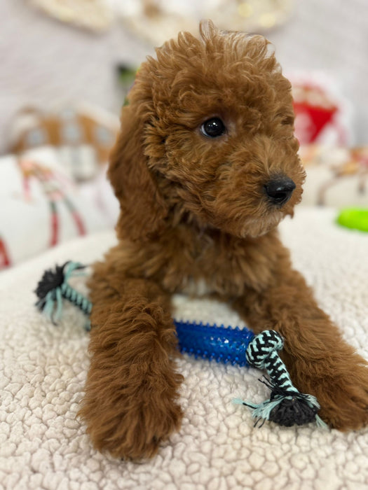 Blaze (Mini-Goldendoodle F1B) Pending Delivery 🐾