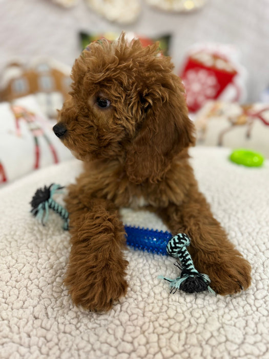 Blaze (Mini-Goldendoodle F1B) Pending Delivery 🐾