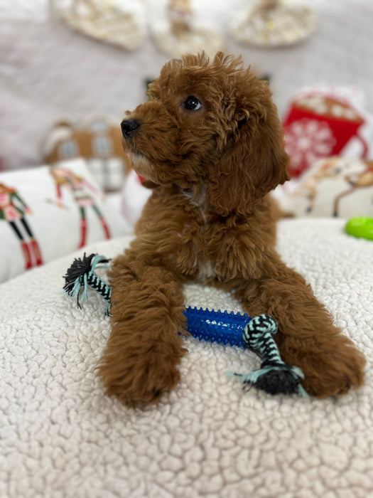 Blaze (Mini-Goldendoodle F1B) Pending Delivery 🐾