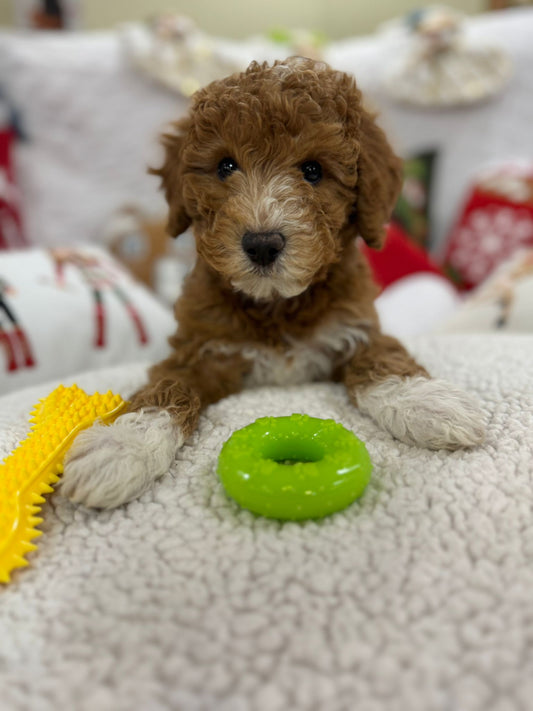 Broody (Mini-Poodle)