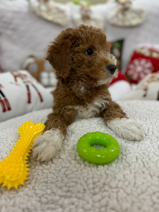 Broody (Mini-Poodle)