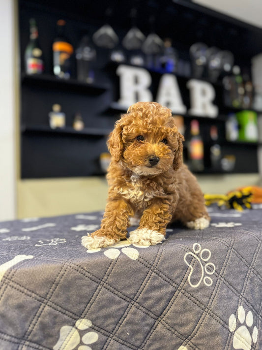 Cayleah (Toy Poodle)