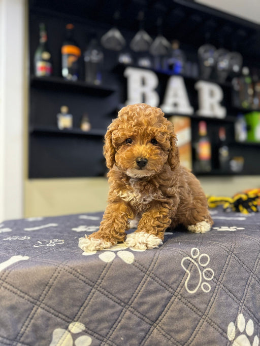 Cayleah (Toy Poodle)