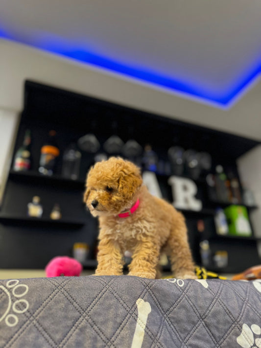 Crystal (Toy Poodle)