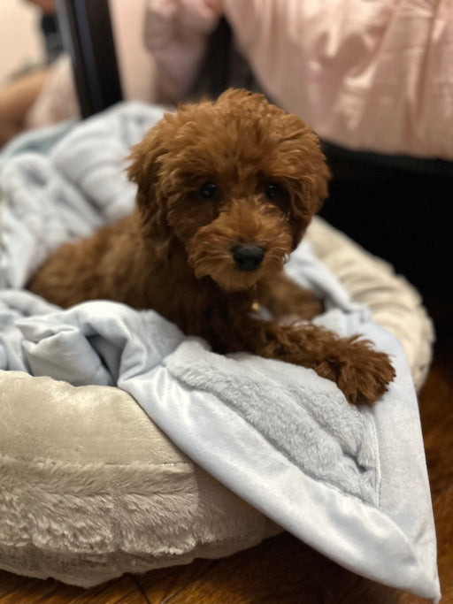 Ashton (Toy Poodle)