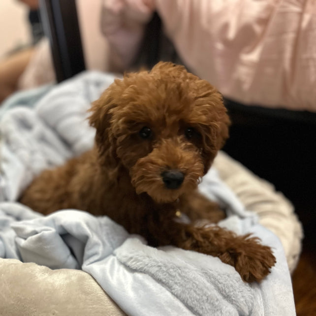 Ashton (Toy Poodle)