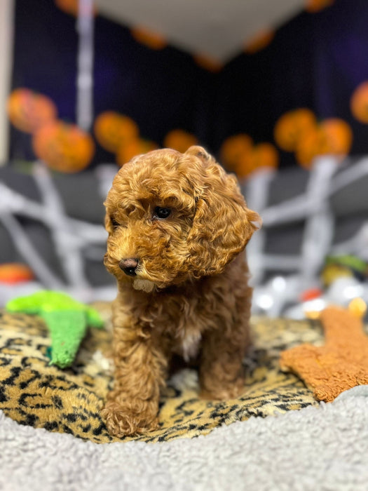 Lisa  (Toy Poodle)