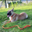 Durable Nylon Slip Rope Leash