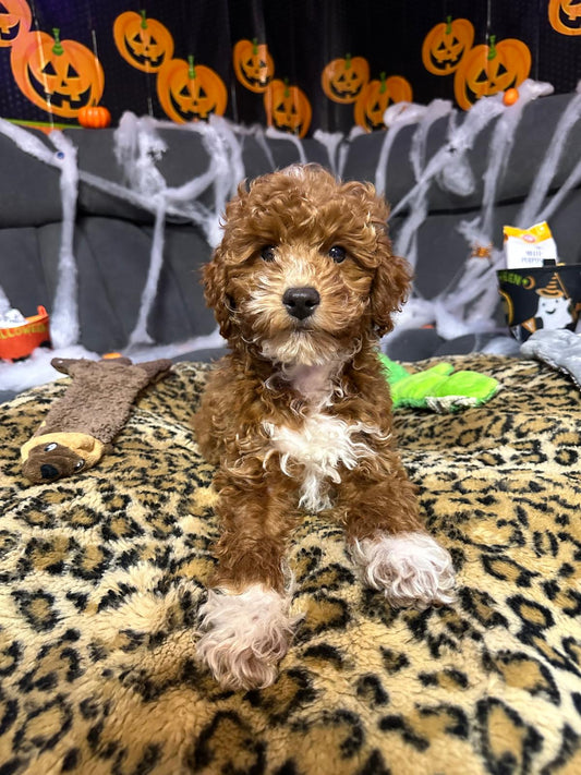 Jasper (Mini-Poodle)