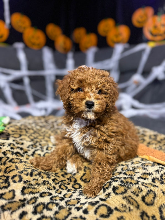 Kev (Mini-Poodle)