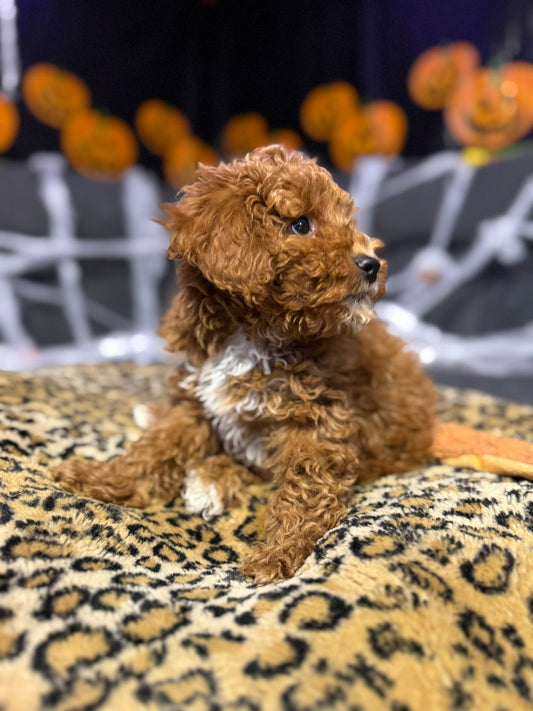 Kev (Mini-Poodle)