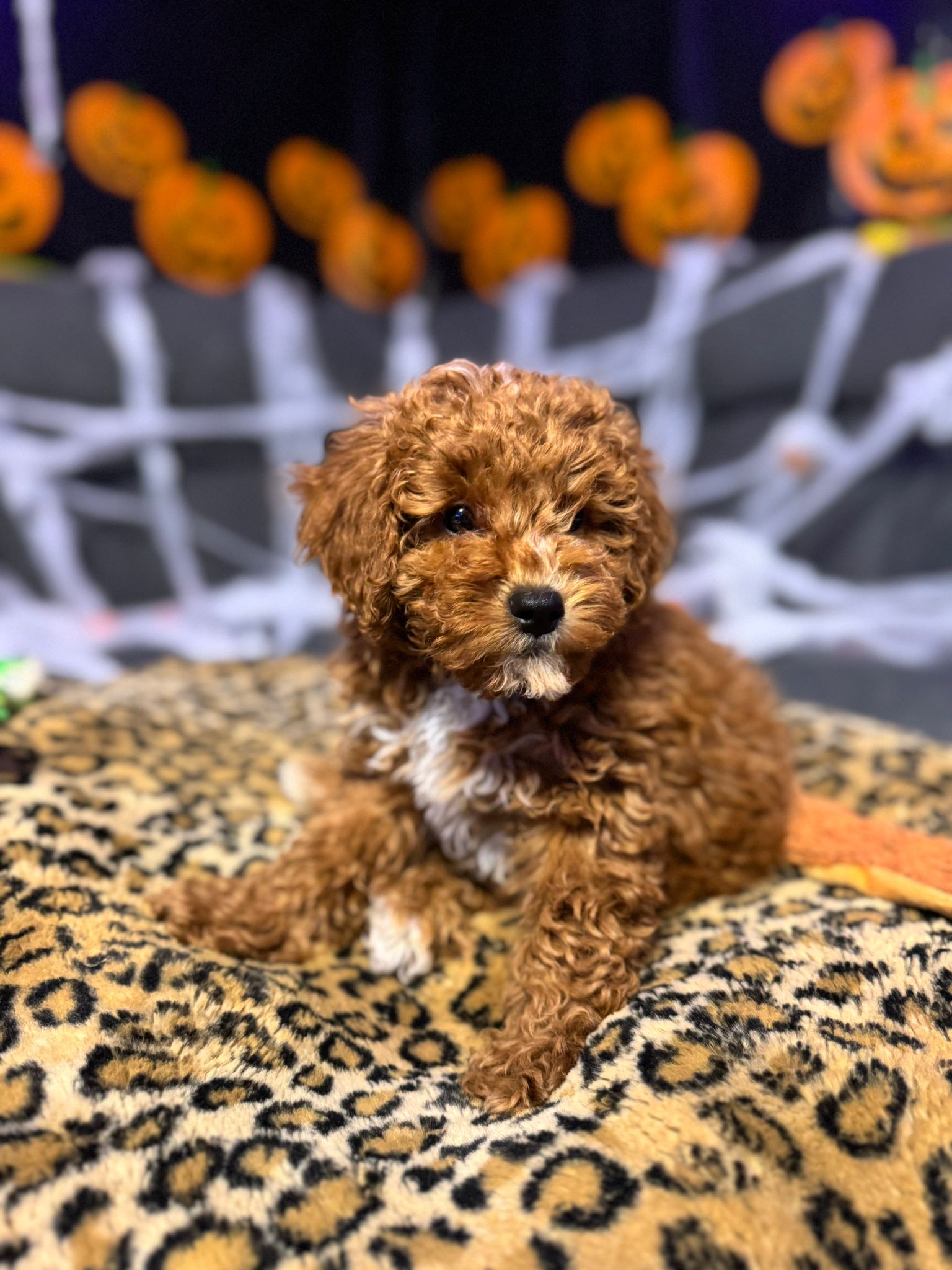 Kev (Mini-Poodle)