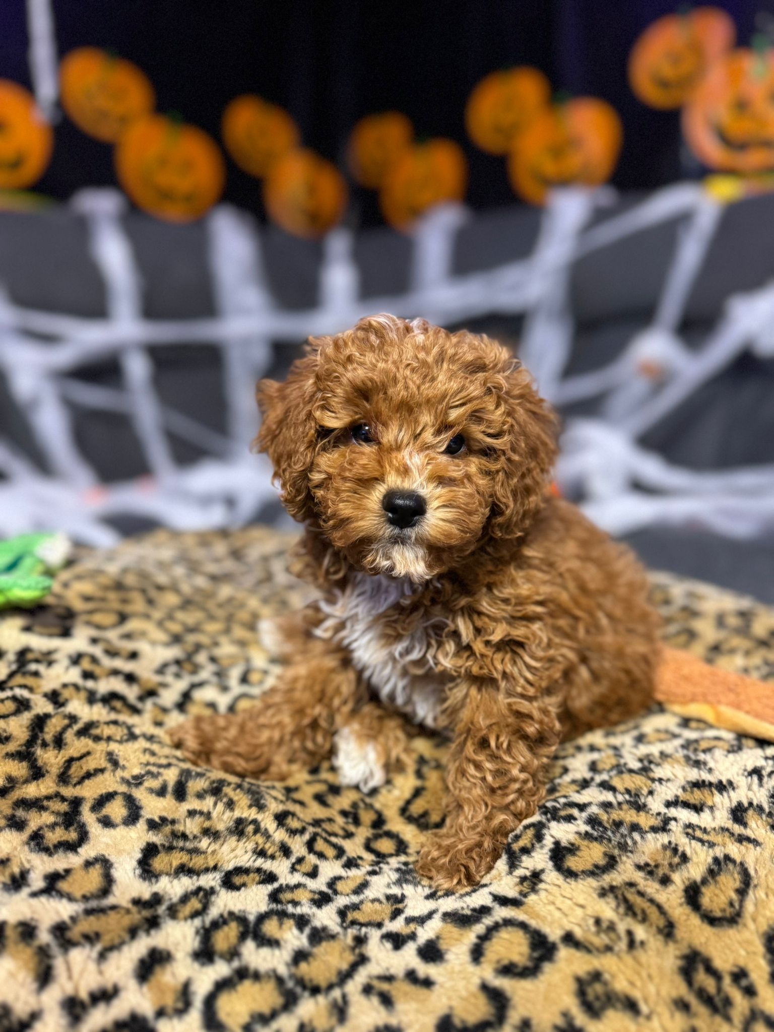 Kev (Mini-Poodle)