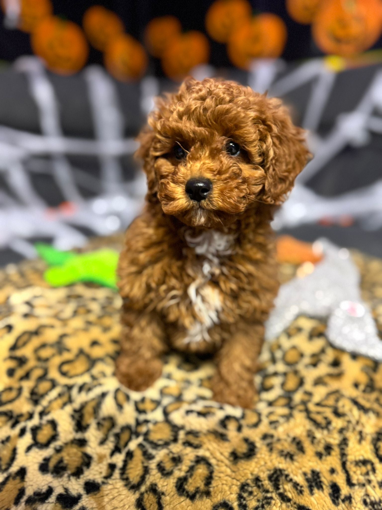 King (Mini-Poodle)