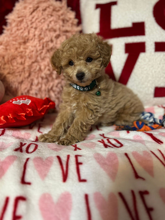 Lance (Toy Poodle)