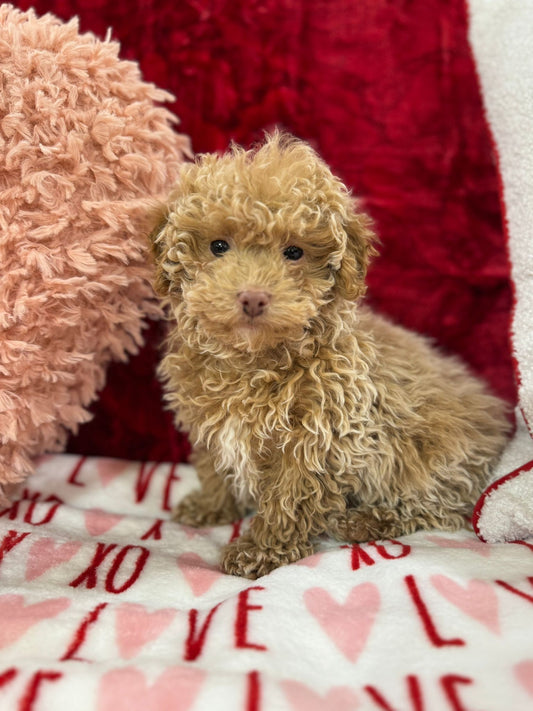 Landon  (Toy Poodle)