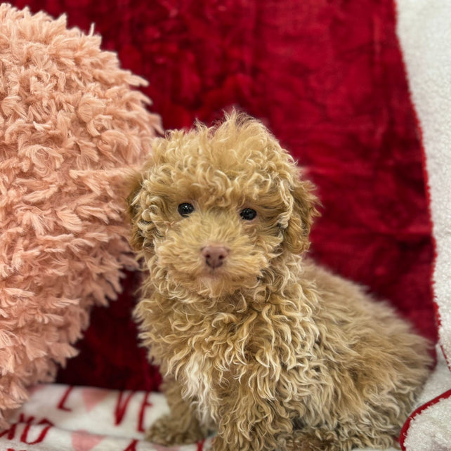 Landon  (Toy Poodle)