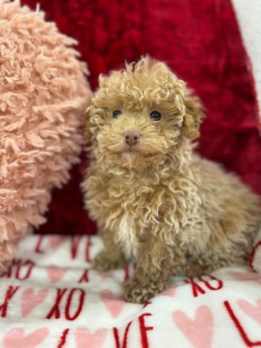 Landon  (Toy Poodle)