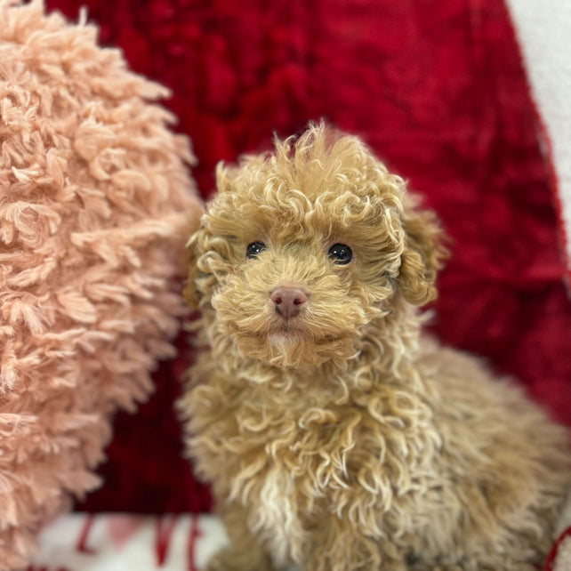 Landon  (Toy Poodle)