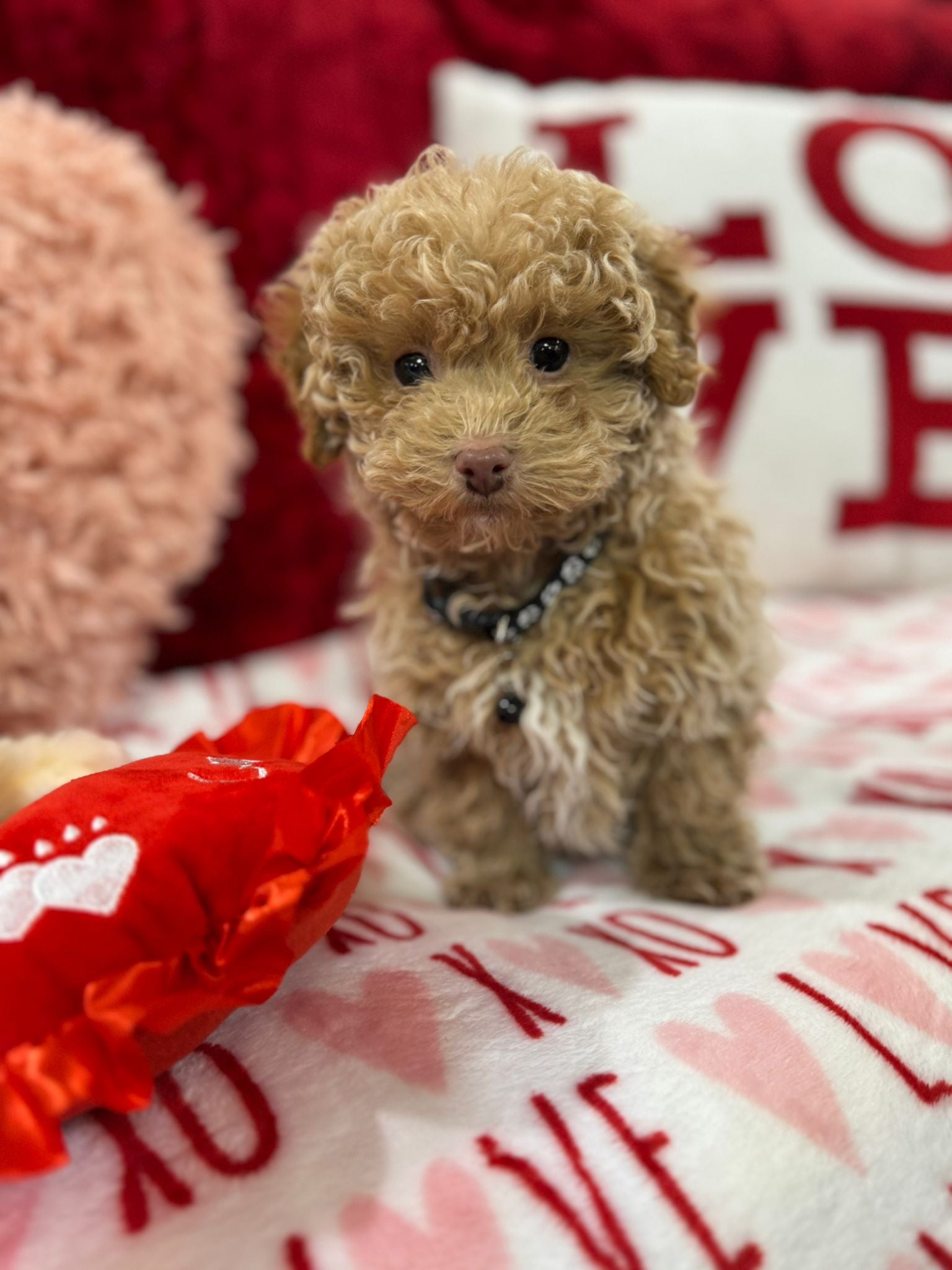 Landon  (Toy Poodle)