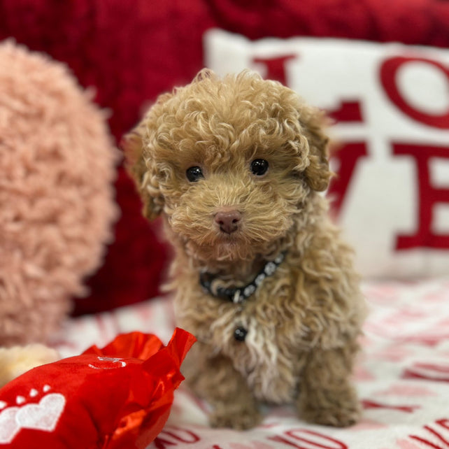 Landon  (Toy Poodle)