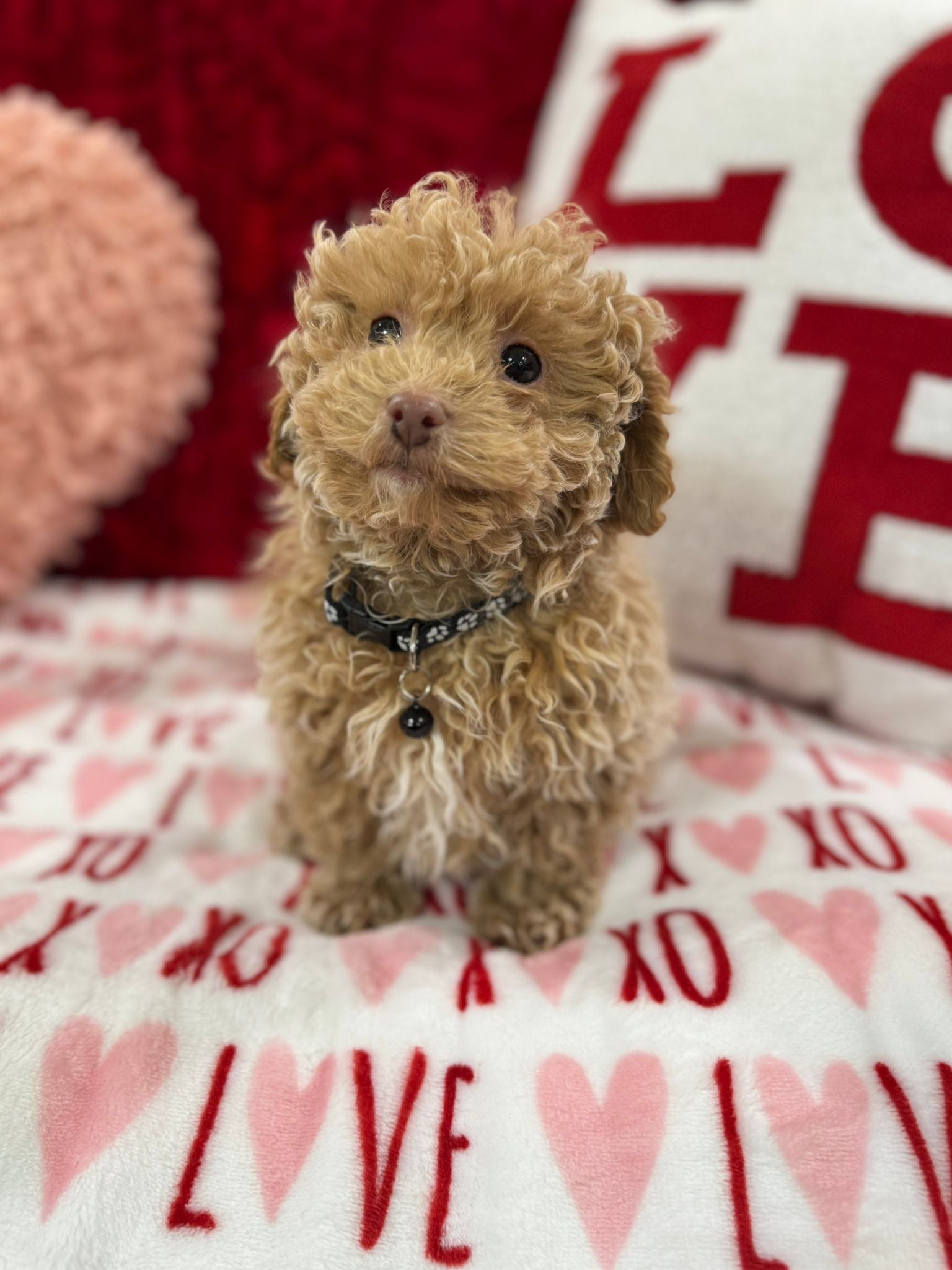 Landon  (Toy Poodle)