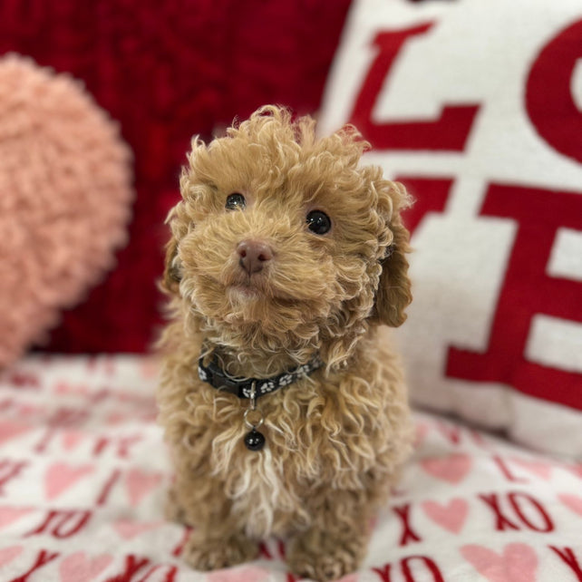 Landon  (Toy Poodle)