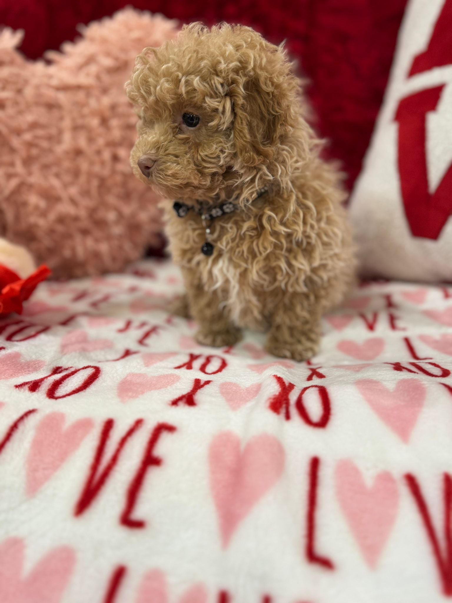 Landon  (Toy Poodle)