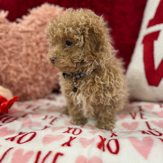 Landon  (Toy Poodle)