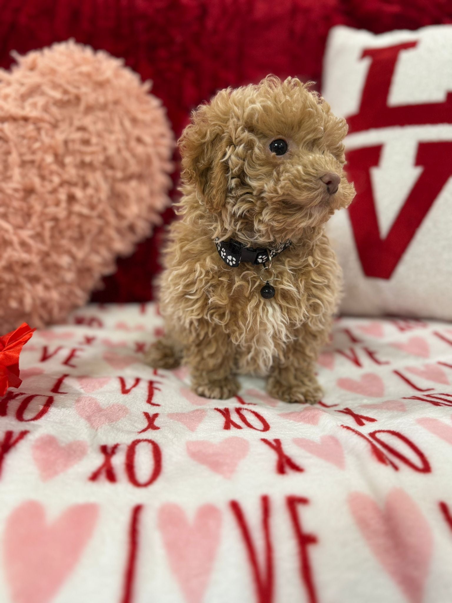 Landon  (Toy Poodle)