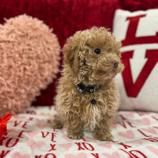 Landon  (Toy Poodle)