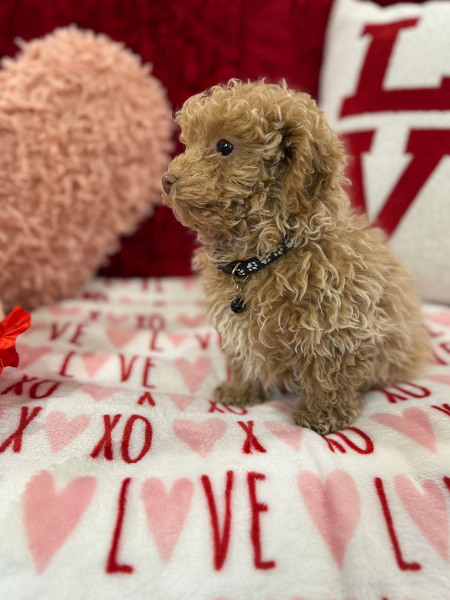 Landon  (Toy Poodle)