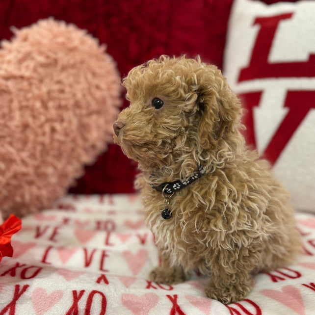 Landon  (Toy Poodle)